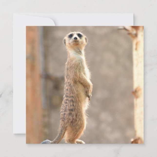 Invitation Meerkat à l'attention des internautes (Devant)