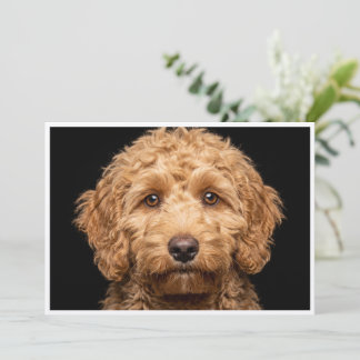 Invitation Mini Labradoodle isolé sur fond noir