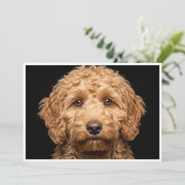 Invitation Mini Labradoodle isolé sur fond noir (Debout devant)