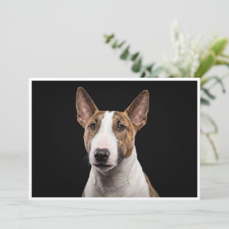 Invitation Miniature Bull Terrier isolé sur fond noir