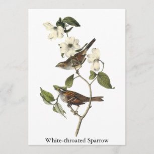 Invitation moineau Blanc-throated - John Audubon
