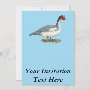 Invitation Muscovy Blue Pied Drake