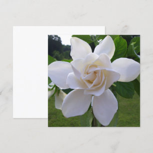 Invitation - Naturellement magnifique Gardenia