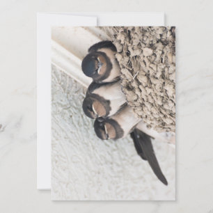 Invitation Nichons d'hirondelles assis dans le nid