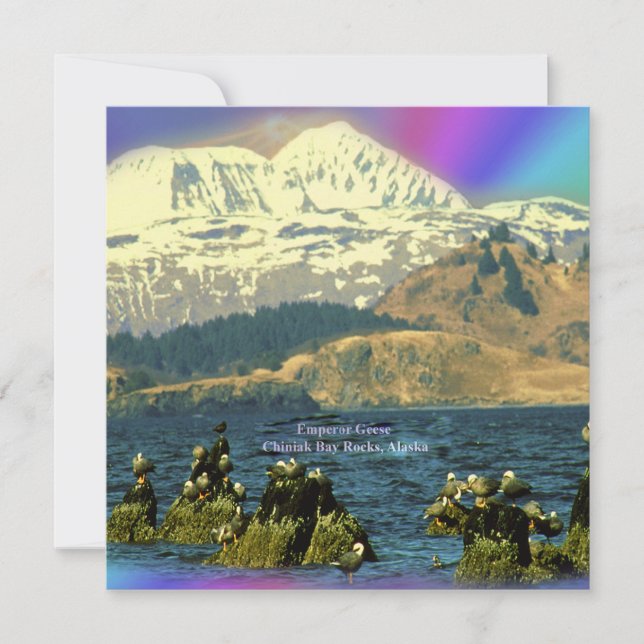 Invitation Oies empereur sur la baie Chiniak près de Chiniak, (Devant)