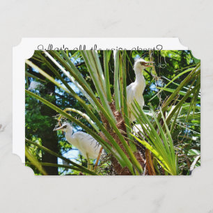 Invitation Oiseaux de bébé