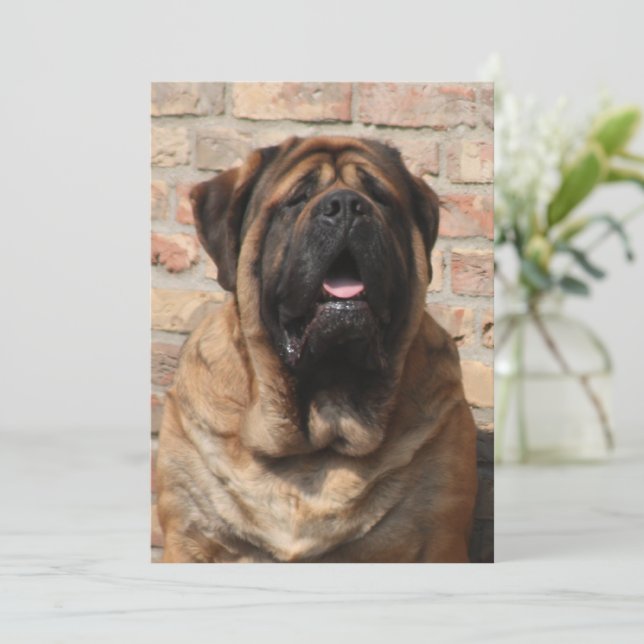 Invitation old english mastiff (Debout devant)