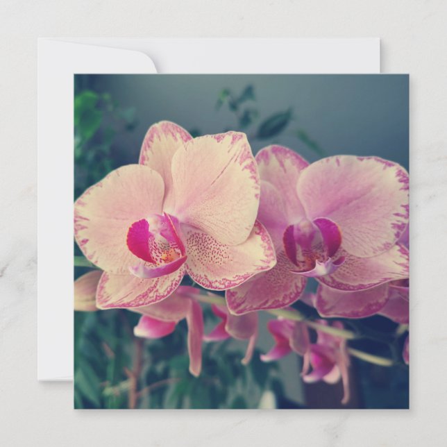 Invitation Orchid phalaenopsis ppolka dot pink flowers (Devant)
