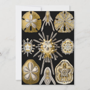 Invitation Oursins Vintage Dollars des Sables par Ernst Haeck