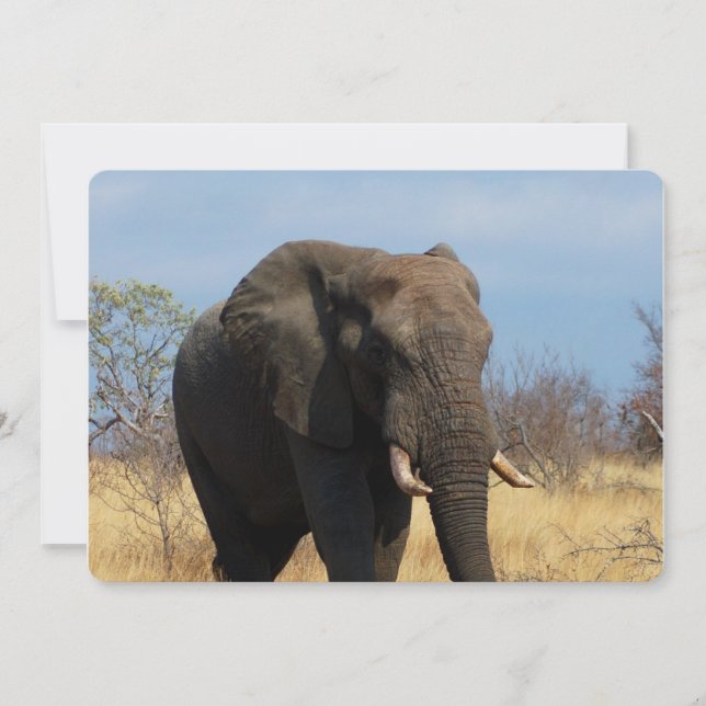 Invitation Pachyderme (Devant)