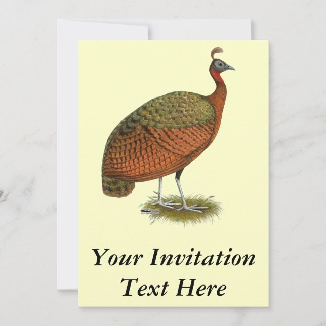 Invitation Paon : Congo Peahen (Devant)