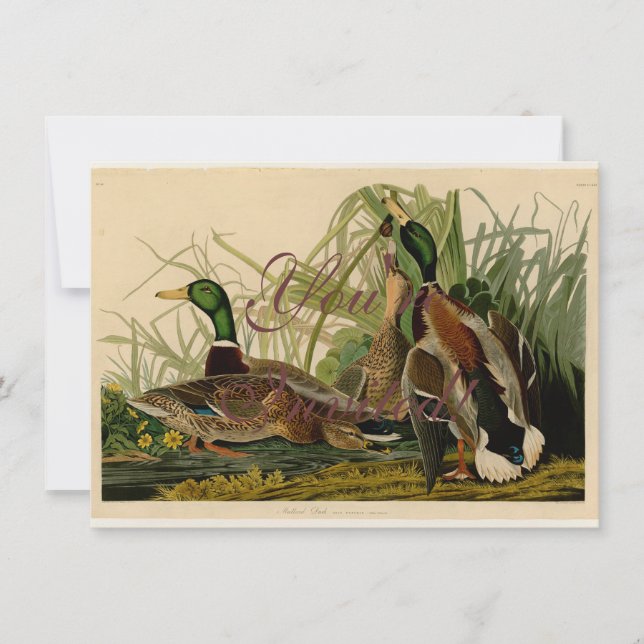Invitation Peinture d'oiseaux de Mallard Duck Audubon (Devant)