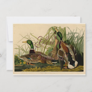 Invitation Peinture d'oiseaux de Mallard Duck Audubon