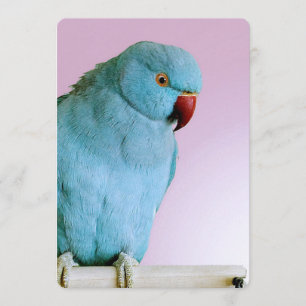 Invitation Perruche Bleue Indienne Cachée Au Nez Rouge