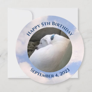 Invitation Photo de mignon Chien dormant bleu Anniversaire