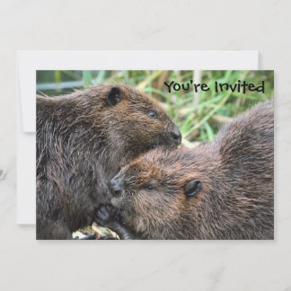 Invitation Photo du Grooming des castors