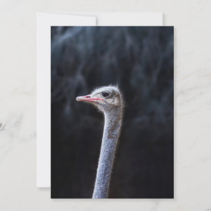 Invitation Photographie d'autruche