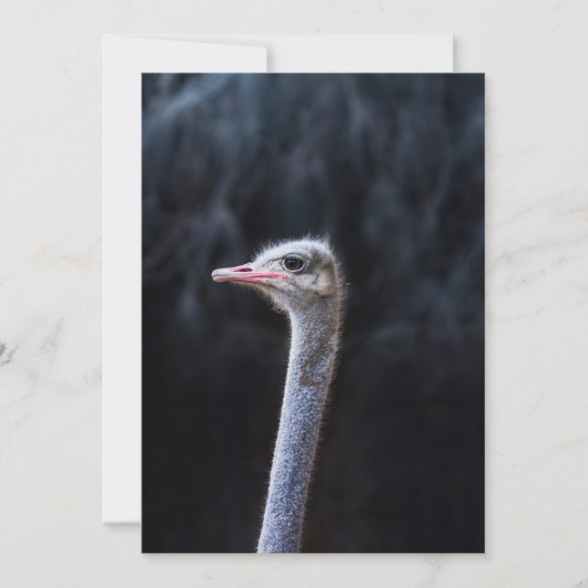Invitation Photographie d'autruche (Devant)