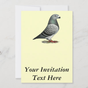 Invitation Pigeon Show Racer Blue Check