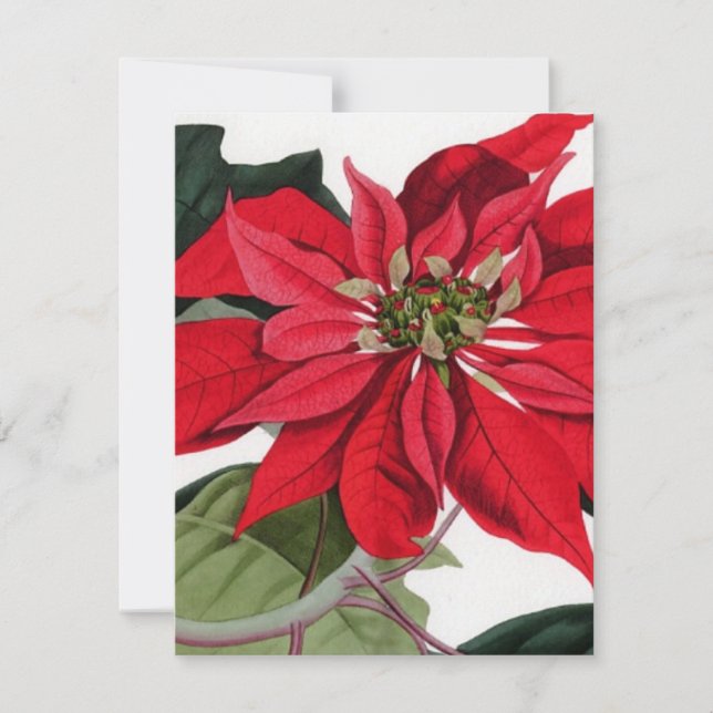 Invitation Poinsettia (Devant)