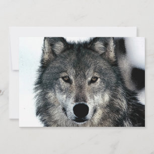 Invitation Portrait Wolf