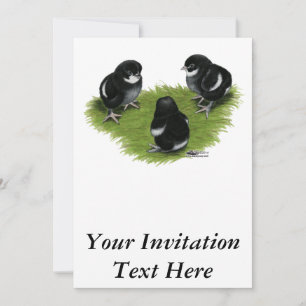 Invitation Poussins Marans Noir Cuivré