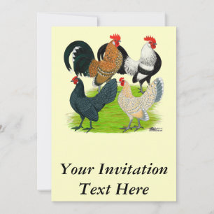 Invitation Quatuor néerlandais Bantam