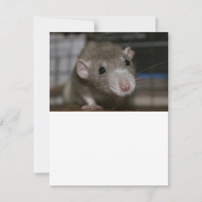 Invitation Rat curieux (Devant)