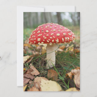 Invitation Red Fly Agaric