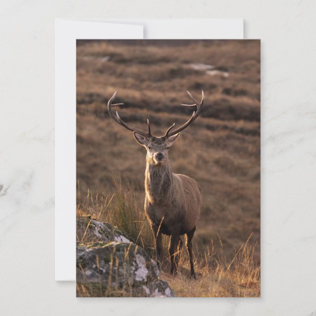 Invitation Red Stag (Devant)