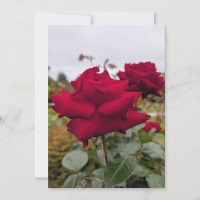 Invitation Rose cramoisie veloutée (Devant)