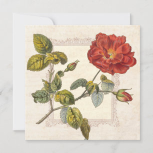 Invitation Rose vintage Botanique Anniversaire Garden Party