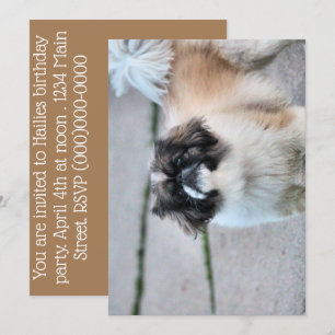 Invitation Shih Tzu