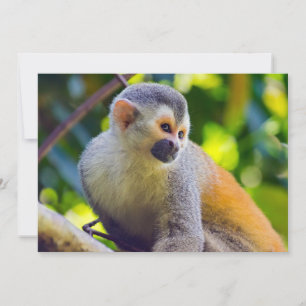 Invitation Singe écureuil à Manuel Antonio NP - Costa Rica