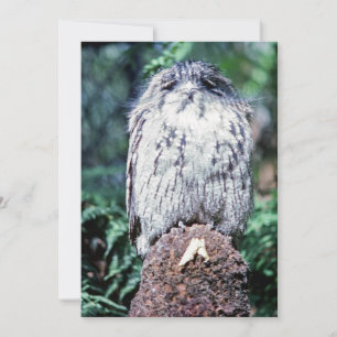 Invitation Tawny Frogmouth, Tasmanie - Australie