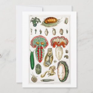 Invitation Tentacules Octopus Squid tentacules