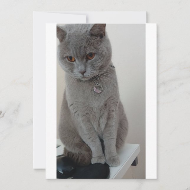 Invitation test de chat (Devant)