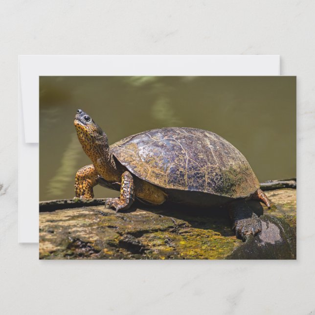 Invitation Tortue de rivière à Tortuguero - Costa Rica (Devant)