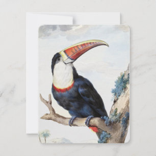 Invitation Toucan à bec rouge (1748) par Aert Schouman