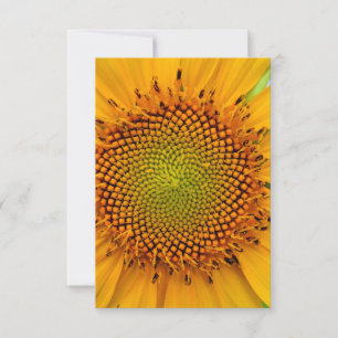 Invitation Tournesol