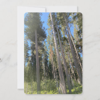Invitation Trees Nature Paysage Forêt CA State Park