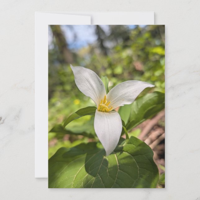 Invitation Trille blanc, fleur sauvage dans une forêt ensolei (Devant)