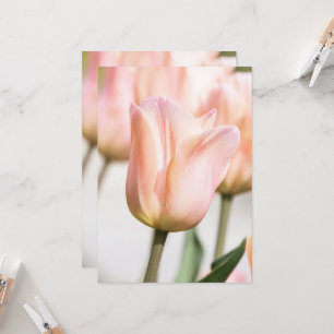 INVITATION TULIP