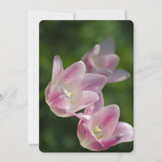 Invitation tulipe rose