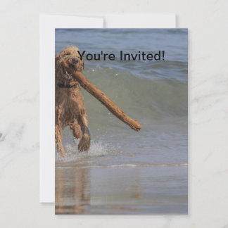 Invitation Un jour pour chien après-midi