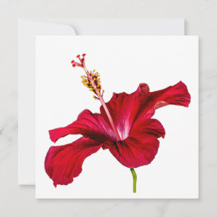 Invitation Vue latérale de l'Hibiscus rouge