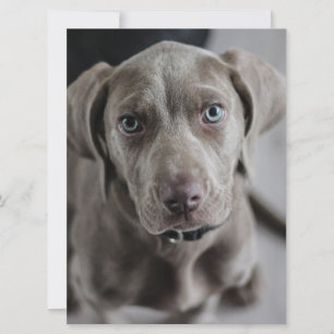 Invitation weimaraner-chiot
