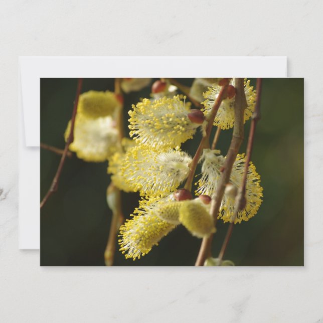 Invitation Willow Buds (Devant)