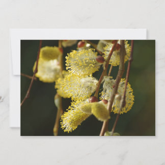 Invitation Willow Buds