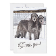 Wolfhounds irlandais en neige